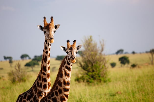 Giraffes at Murchison Falls National Park, Uganda