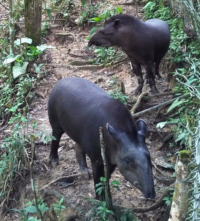 Engage Ecuador - Our Last Day in the Amazon 